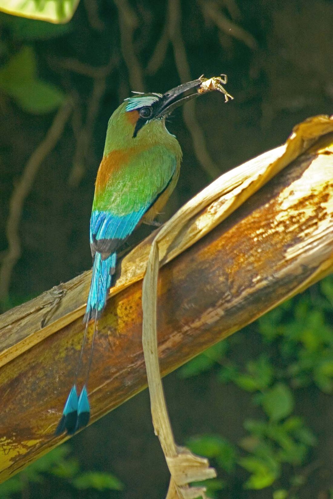 Ave exótica en el Parque Nacional Carara